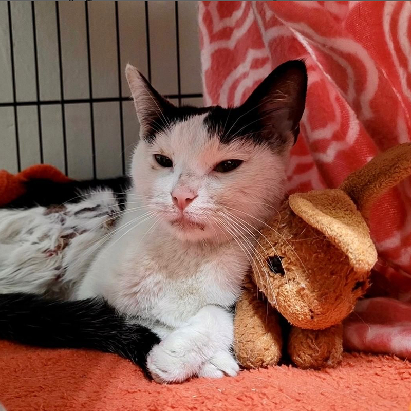Priscilla the cat recovers with her bunny
