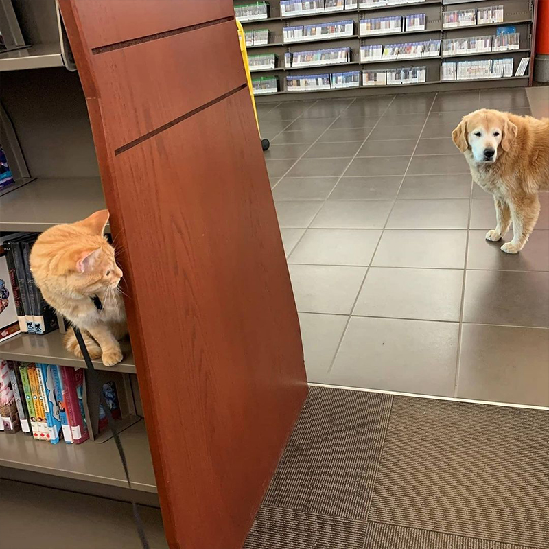 Samwise the cat looks at Hemi the dog in library