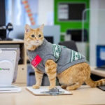 Edmonton Public Library introduces Samwise, the 'Feline Fiction Finder'