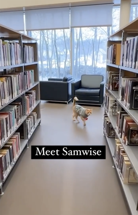 Edmonton Public Library introduces Samwise, the 'Feline Fiction Finder
