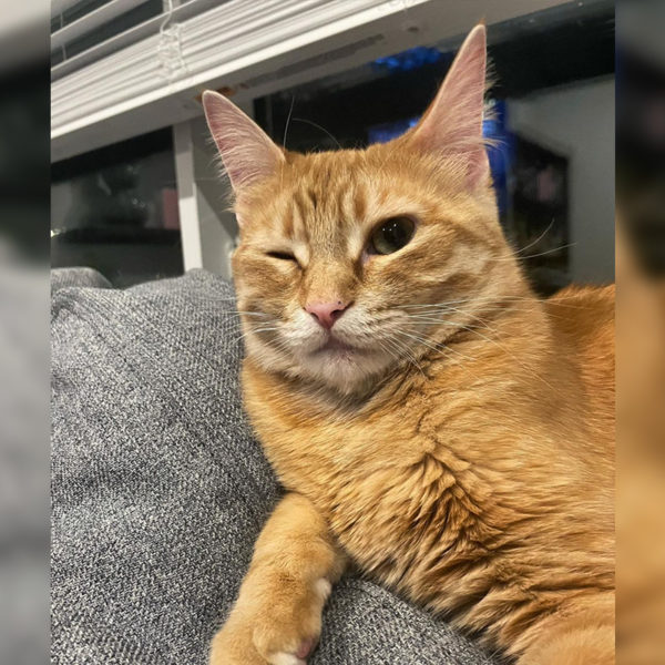 Edmonton Public Library introduces Samwise, the 'Feline Fiction Finder'