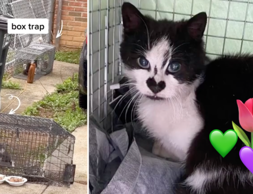 Rescuer Heidi Shows How it’s Done, Catching Two Cats ‘Spring’ and ‘Bud’ at Once