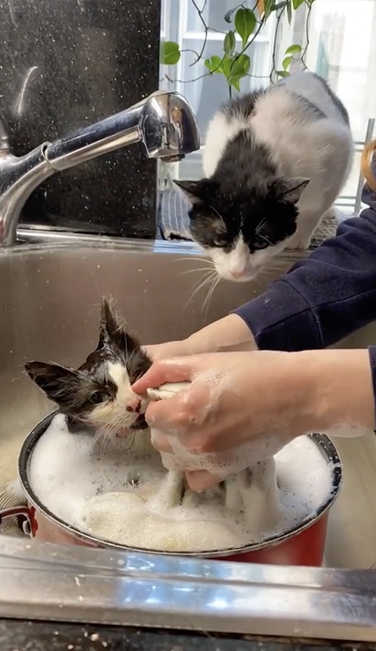 Rescuer Heidi Shows How it's Done, Catching 'Spring' and 'Bud' at Once