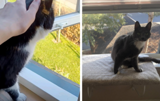 cat protecting owner from window