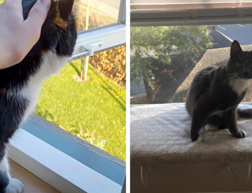 This Cat Is a Hero for Awwdorably Protecting Her Human From an Open Window