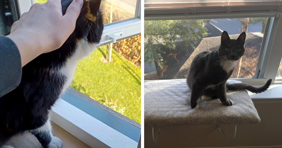 cat protecting owner from window