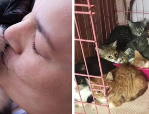 Vet Gets Dumped By Cat Owner After Trying to Enforce Outdated Stigmas with FIV Cats