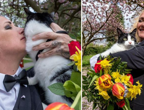 Woman Married Her Cat So Landlords Won’t Try to Separate Them