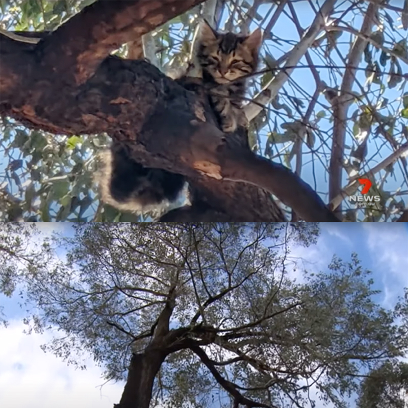 Kitten in a tree in Adelaide, South Australia
