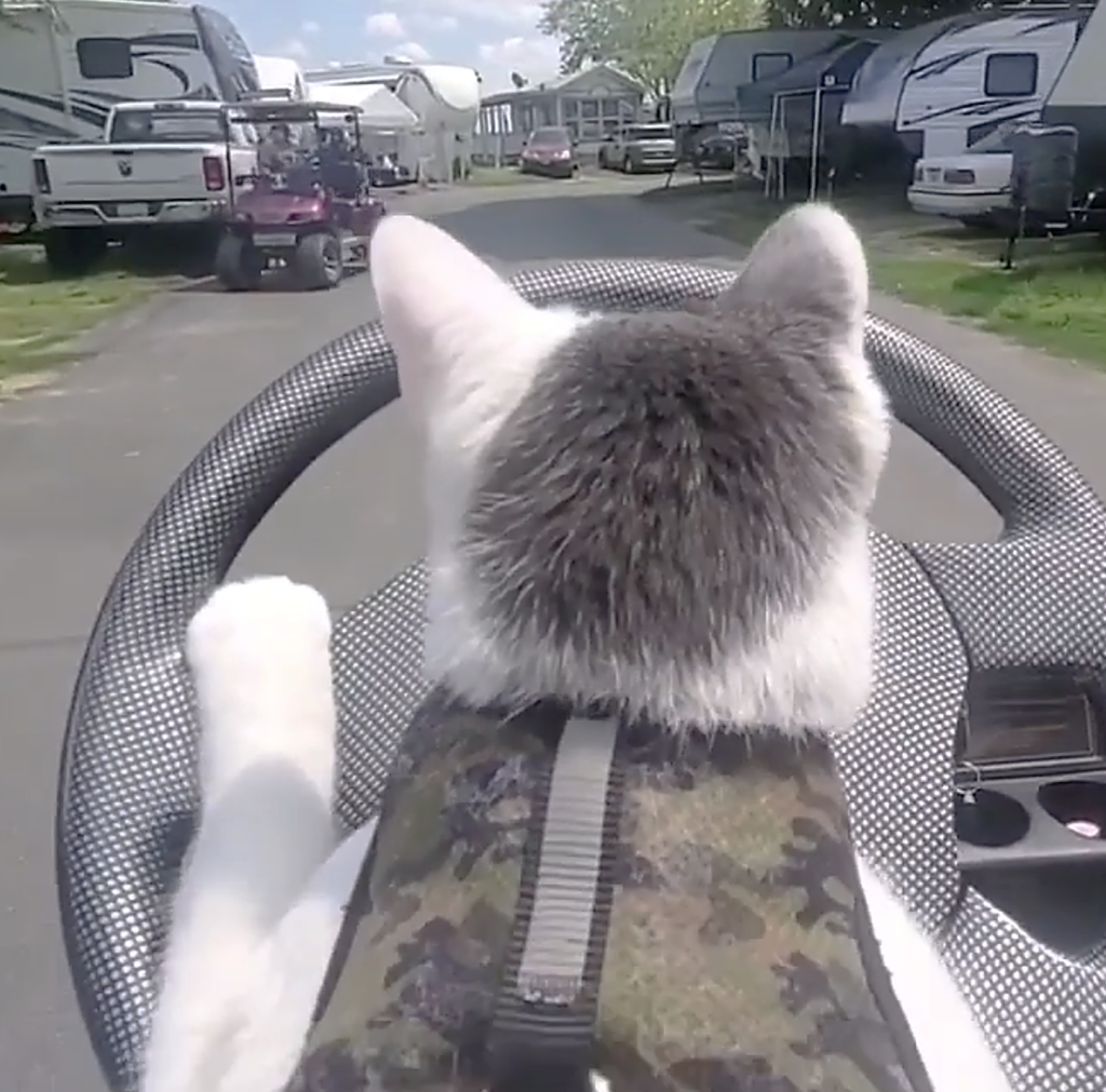 Driving cat, cute