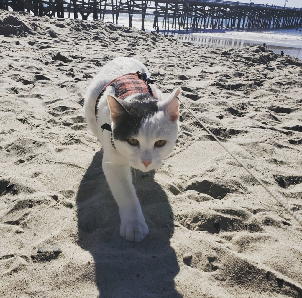 Lou the cat on a beach, cute