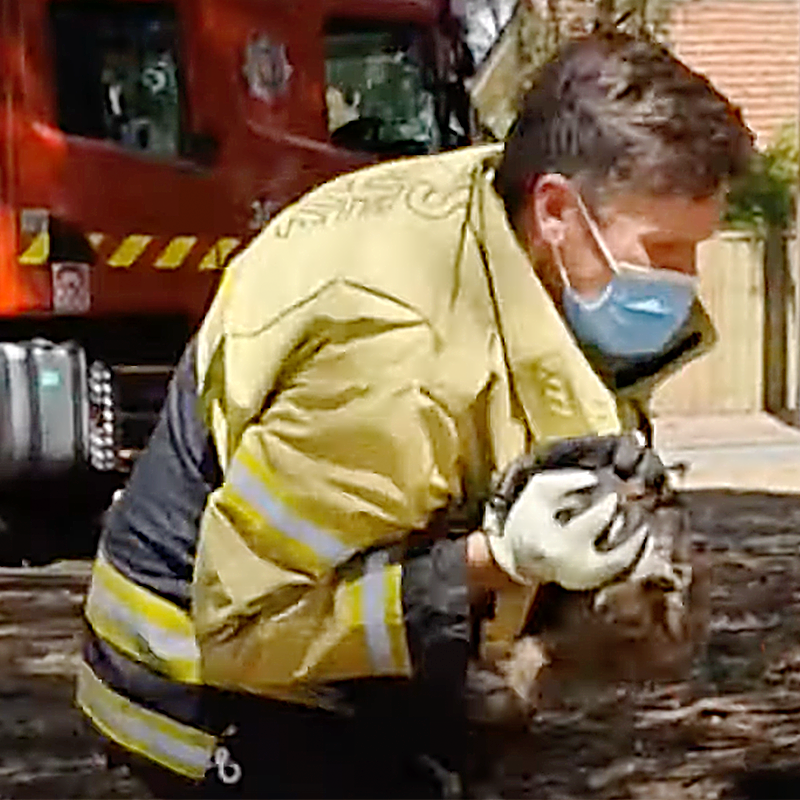 Australian Firefighter Matthew Hodder saves leaping kitten, Adelaide, South Australia, firefighter, Matthew Hodder catches kitten