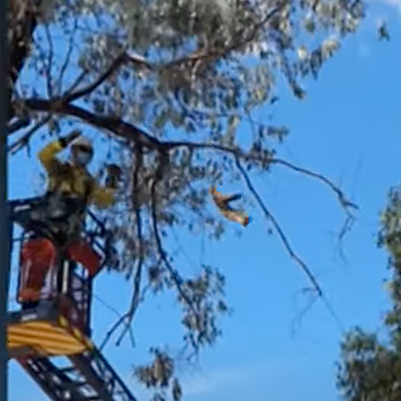 firefighter in the cherry picker attempts to get kitten, but it leaps