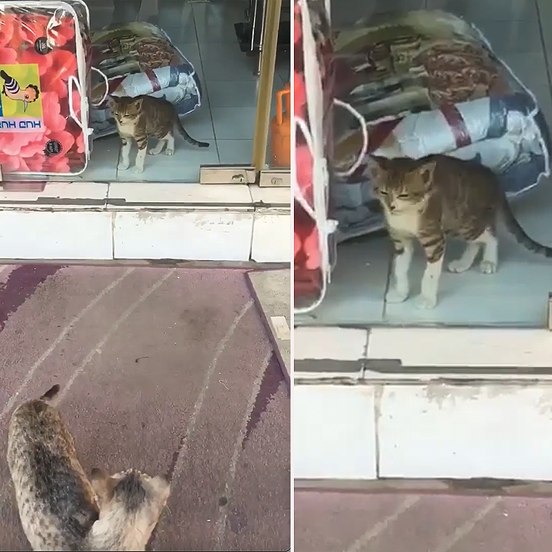 Mama cat looks at her kitten stuck inside a store through the window