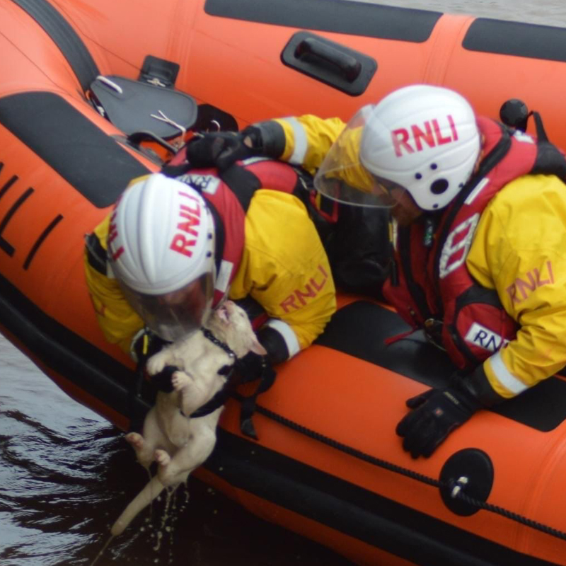 White cat saved from River Bure, RNLI