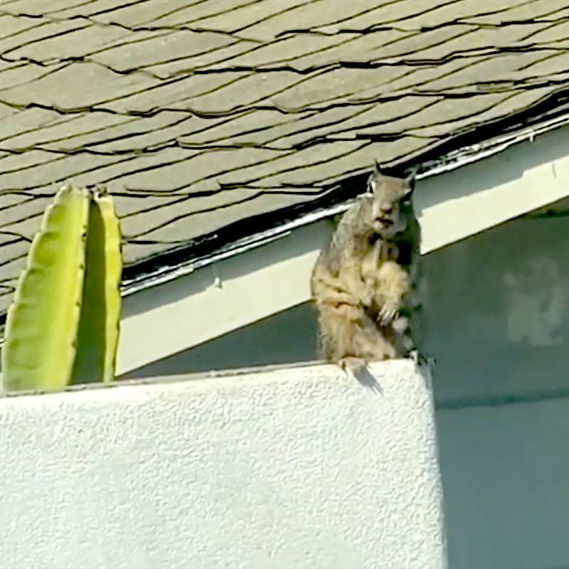 Squirrel on roof, Los Angeles