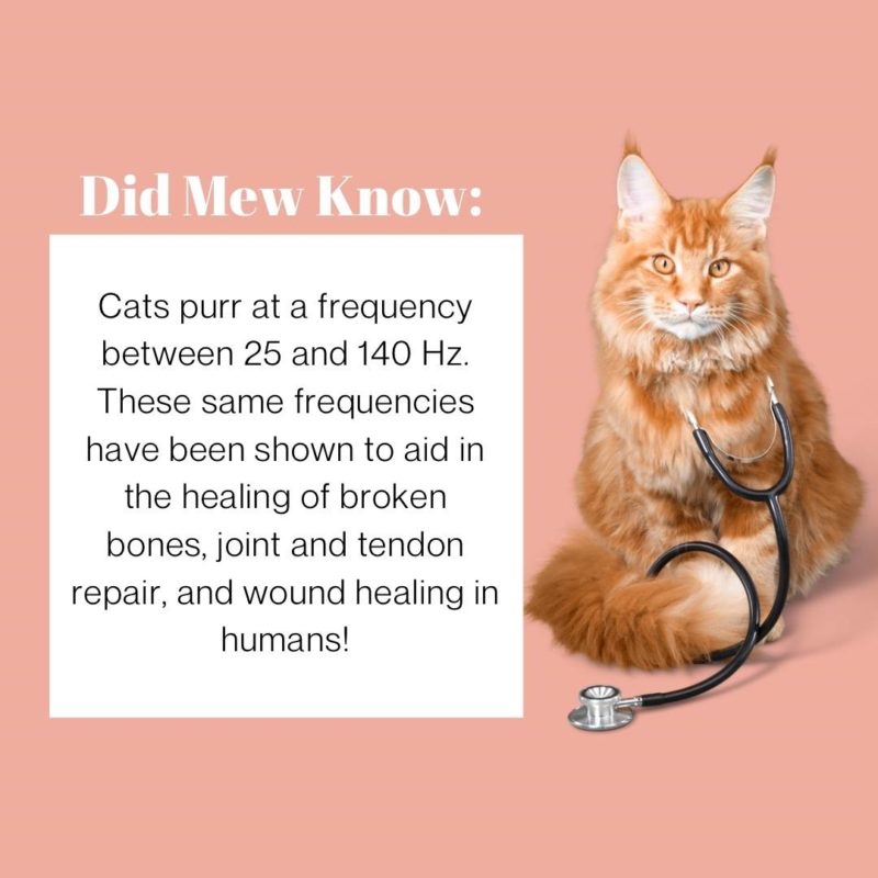 cat purr frequency