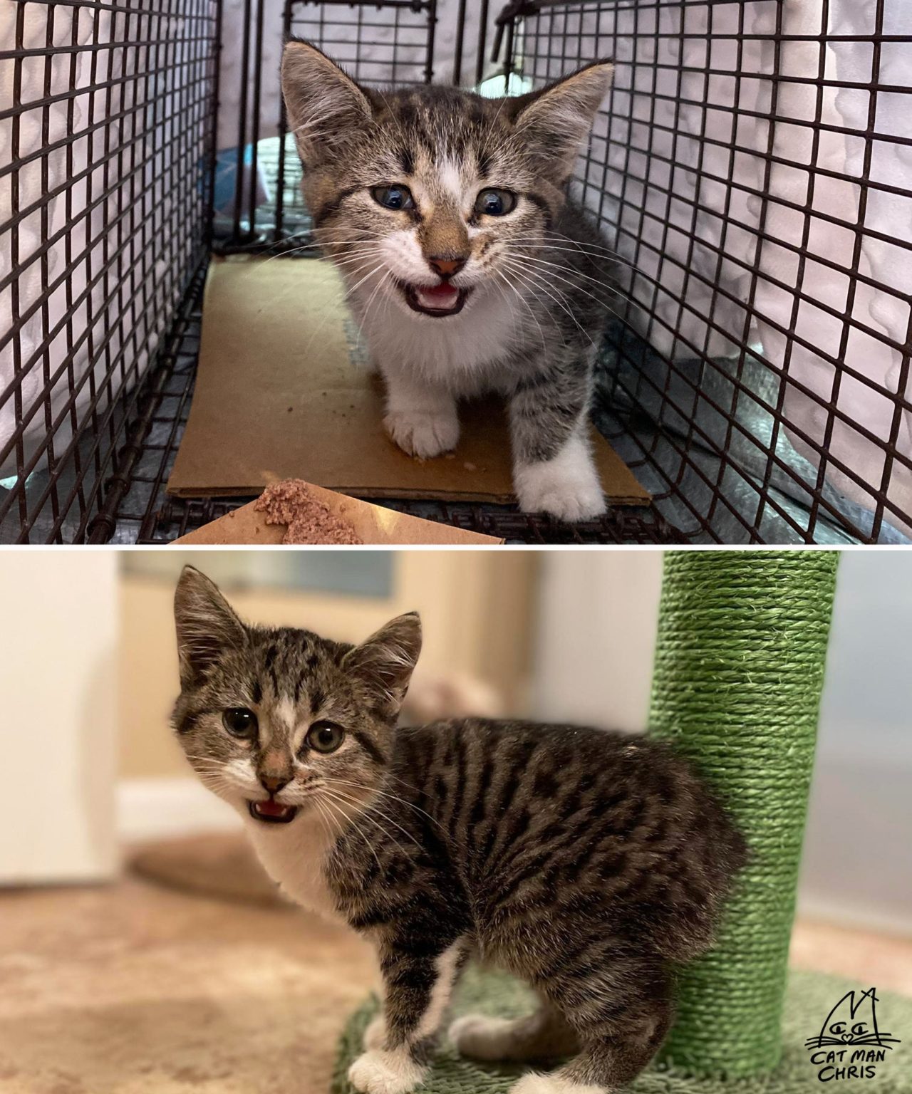 Did You Know You Can Tell a Kitten or Cat’s Age by Their…Teeth?