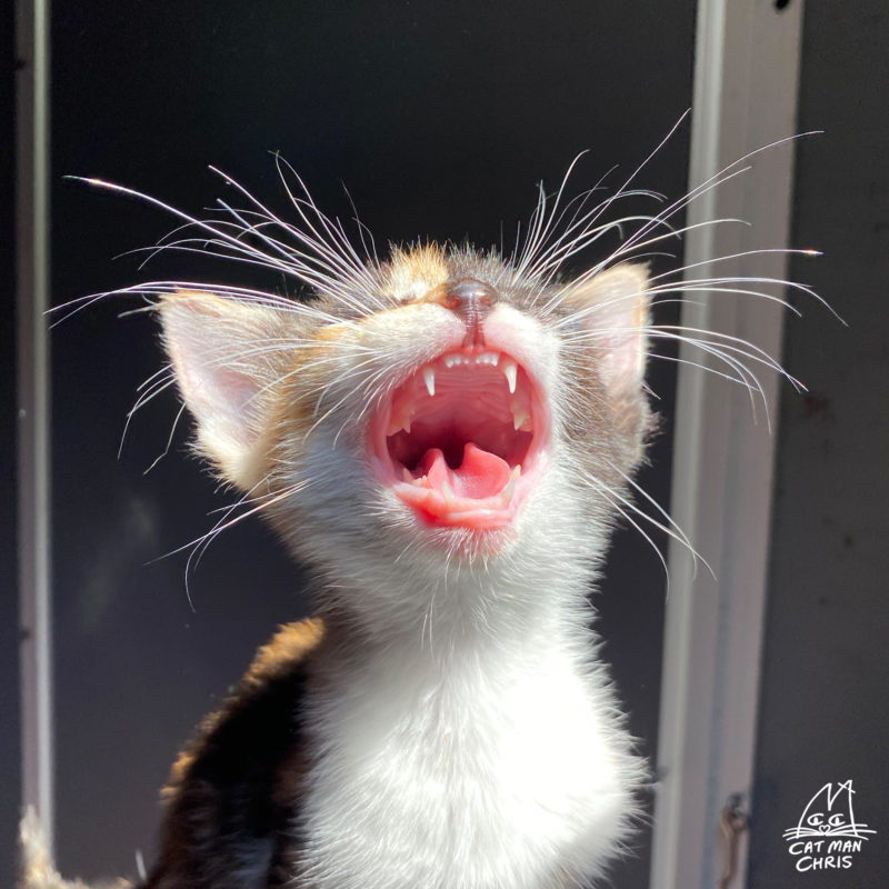kitten showing teeth, age