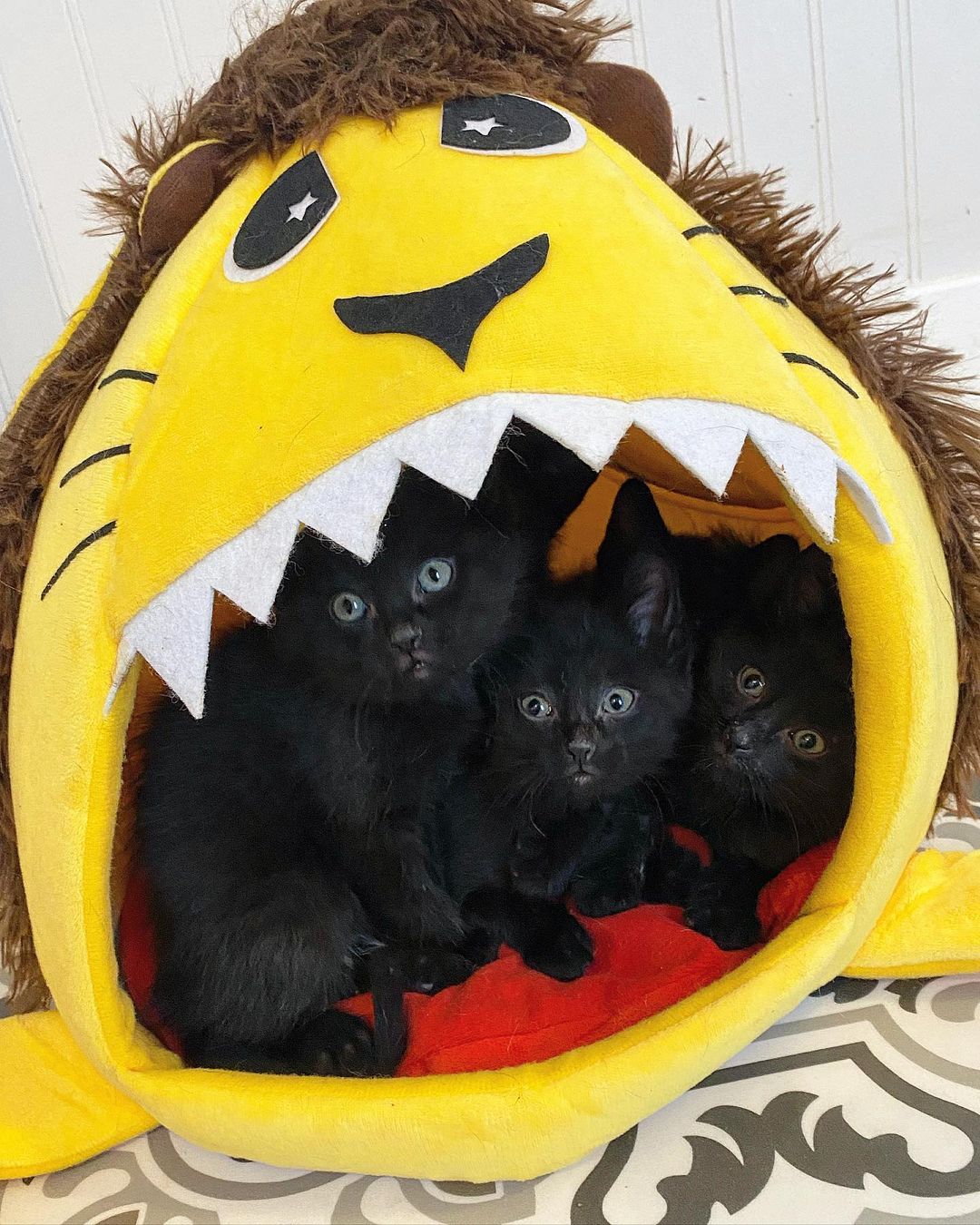 five black kittens in a lion cozy