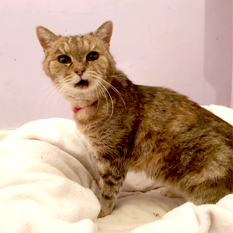 Senior cat, Agatha Irene, rescued