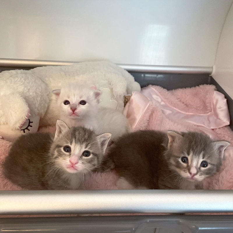 All three kittens in the incubator