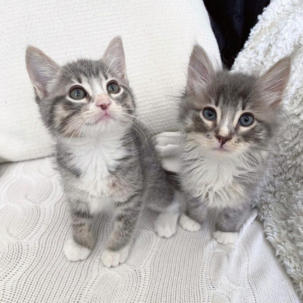 Silver Tabby Tuxedo Sisters Ally and Amanda, Saved from Trash Can