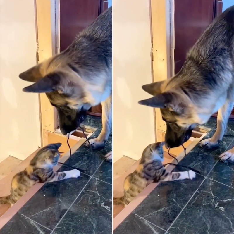 German Shepherd holds toy for Munchie the cat