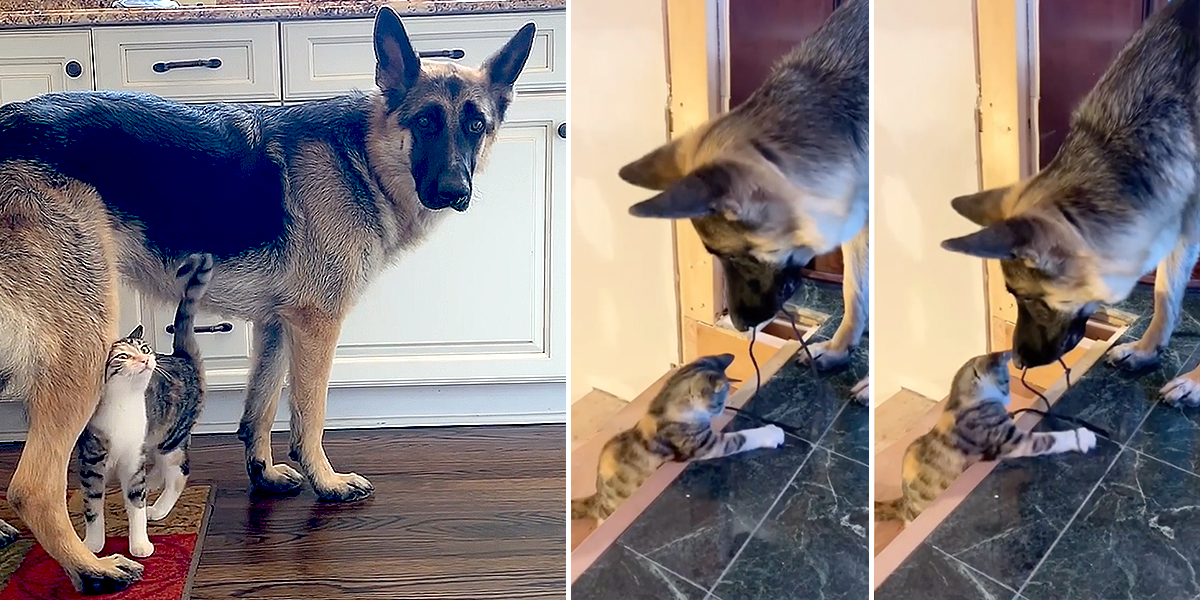 Anya German Shepherd and Munchie the cat play with toys