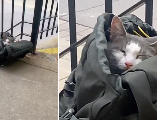 Rescuers Arrive After Someone Abandoned ‘Armani’ the Cat in Bag on City Steps