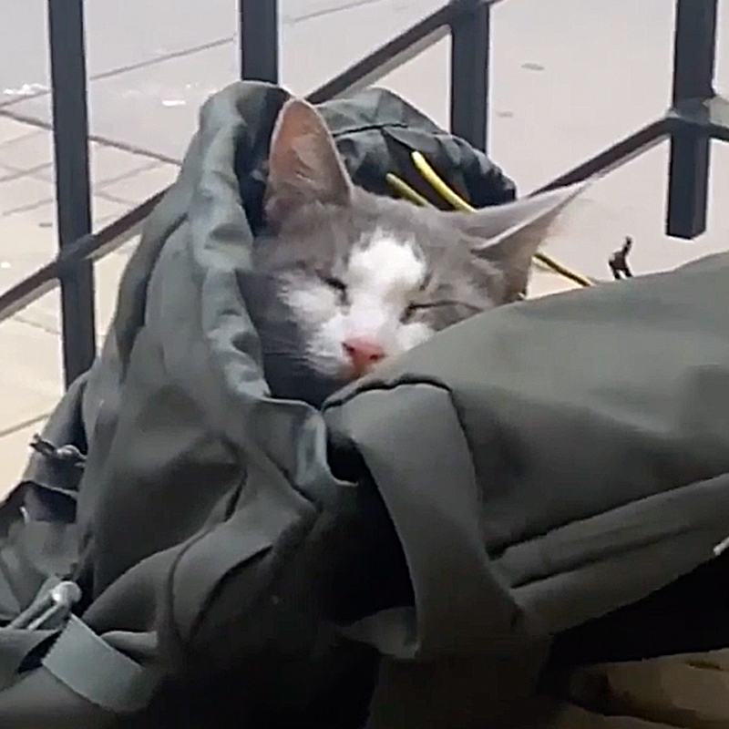 Rescuers Arrive After Someone Abandoned Armani the Cat on City Steps