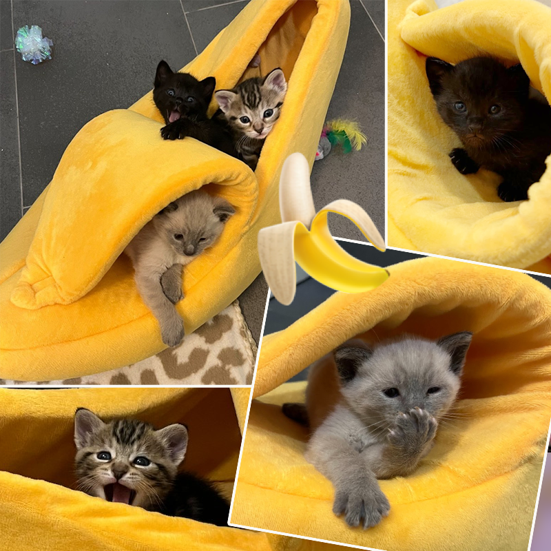 Banana Kittens, Kitty Bungalow Charm School