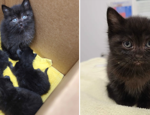 ‘Most Responsible Kitten in the World’ –Binx Looks After Abandoned Litter