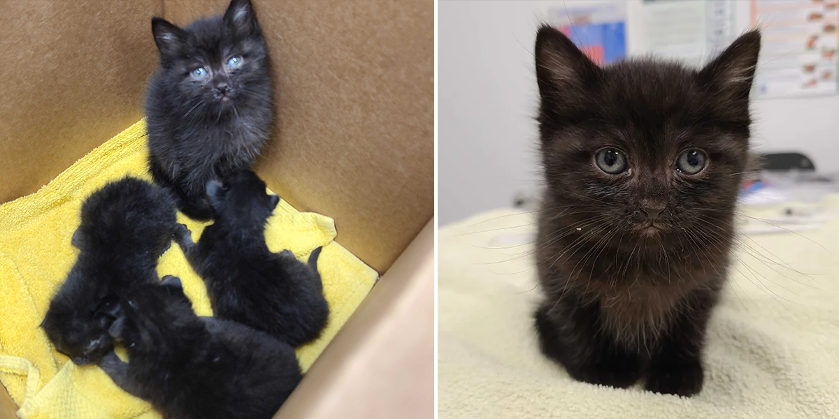 'Most Responsible Kitten in the World' –Binx Looks After Abandoned Kittens, KC Pet Project, Kansas City, Missouri