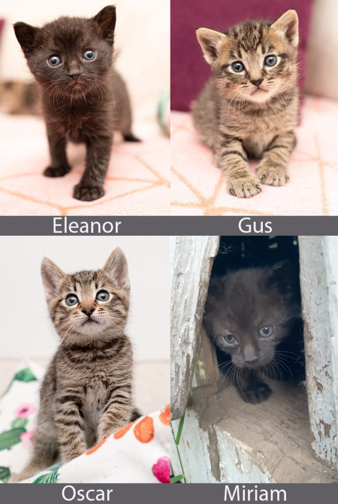 The TNR kittens, Oscar, Gus, Eleanor, and Miriam