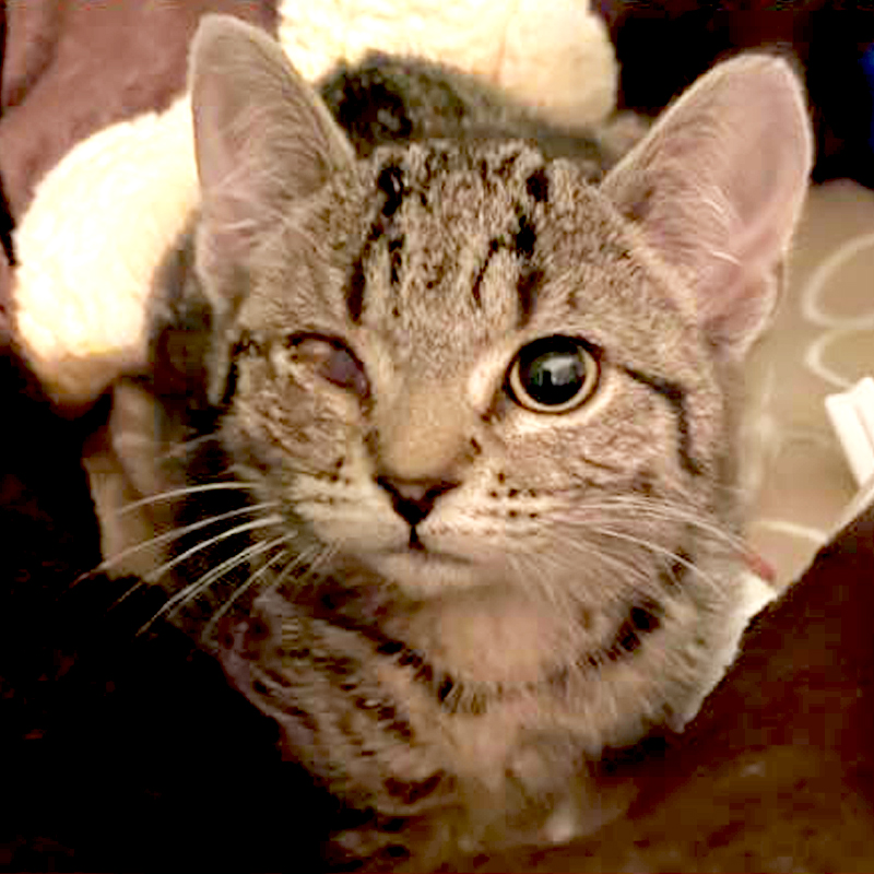 Kitten with one eye, Blue Cross Victoria