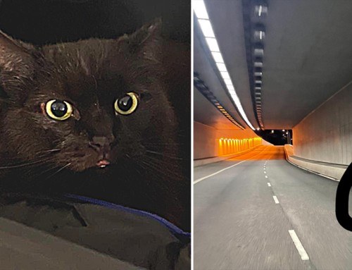 Motorcycle Rider Saves ‘Toothless the Dragon’ Cat From Tunnel