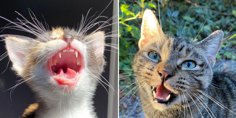 Did You Know You Can Tell a Kitten or Cat’s Age by Their…Teeth?