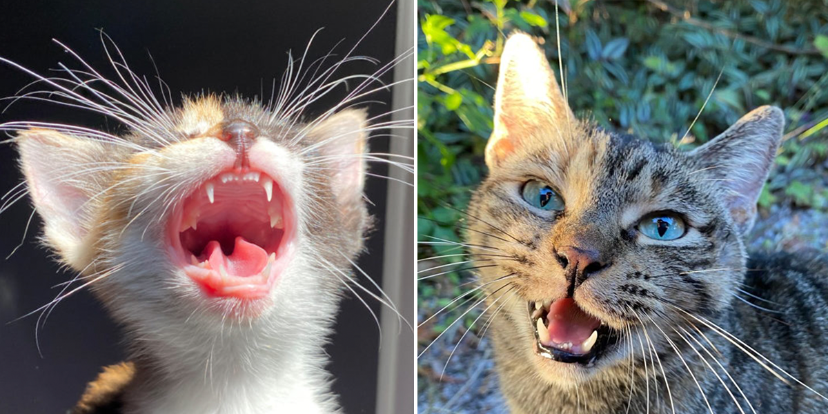 Did You Know You Can Tell A Kitten Or Cat s Age By Their Teeth 