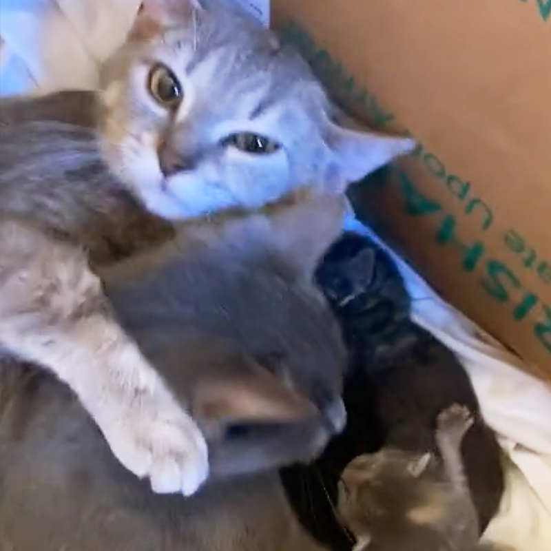 Cats hugging, adopted sister, Two mamas