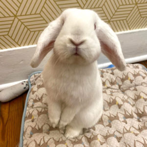 Meet Mama Freckles and Her Delightful Kitten 'Easter Eggs'