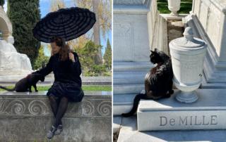 Close Up, black cat in Hollywood Forever cemetery in Los Angeles, tour guide Karie Bible
