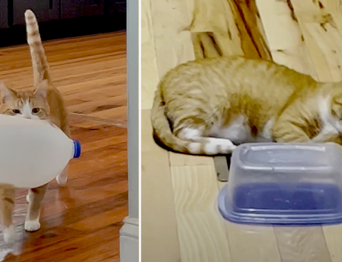Oliver the ‘Container Cat’ Loves Being in and Carrying Around Containers