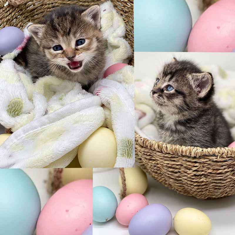 Egg and Bennie, Easter egg kittens, Freckles