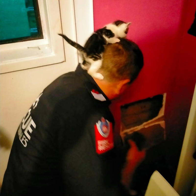 Firefighter, Fire and Rescue saves kitten in Australia