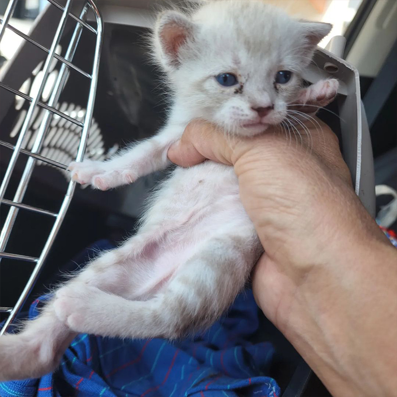 Kitten held in hand being taken from crate