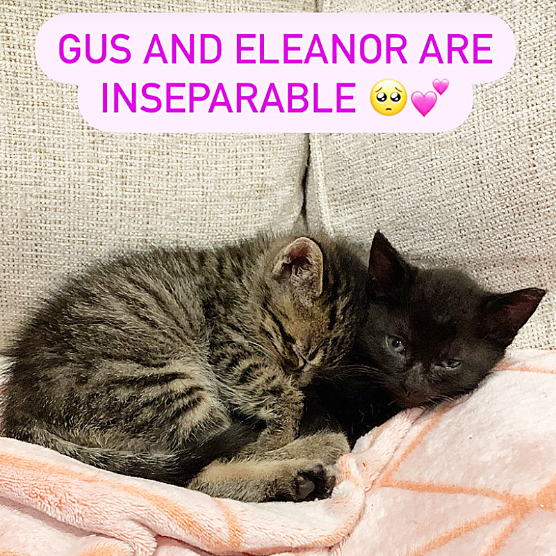 Gus and Eleanor cozy