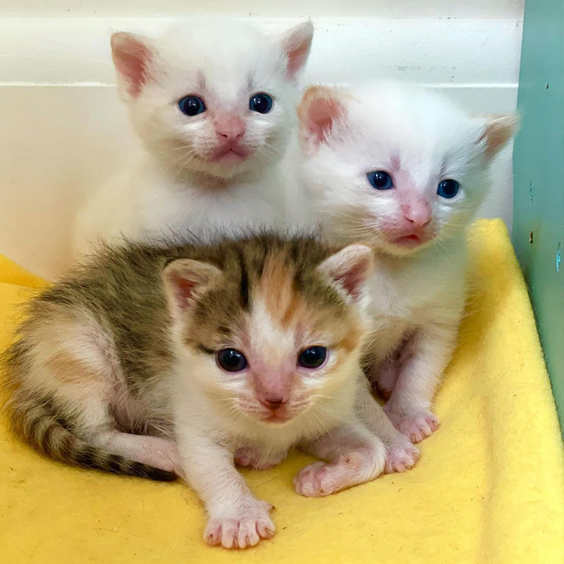 The Virtue Kittens