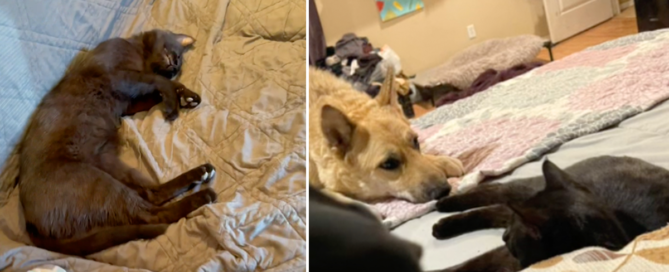 We do not own a cat, Jack the black cat adopts family, Texas, Julía Bade