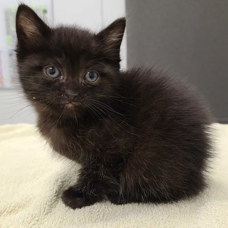 Black kitten at KC Pet Project